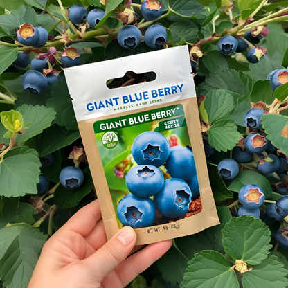 Giant Blueberry Fruit Seeds