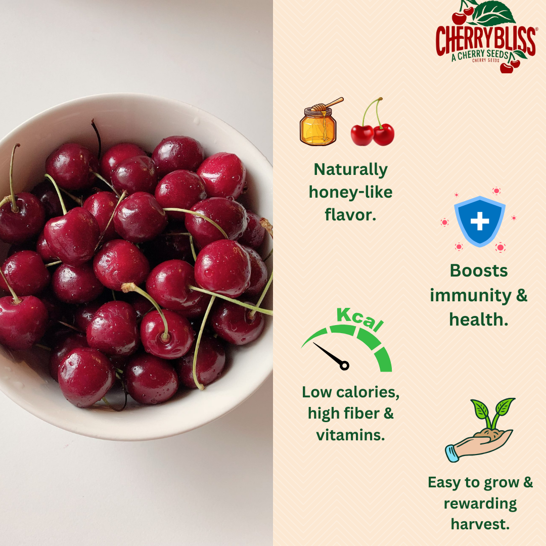 CherryBliss™ - Organic Cherry Fruit Seeds | 🍒Flat 50% Off