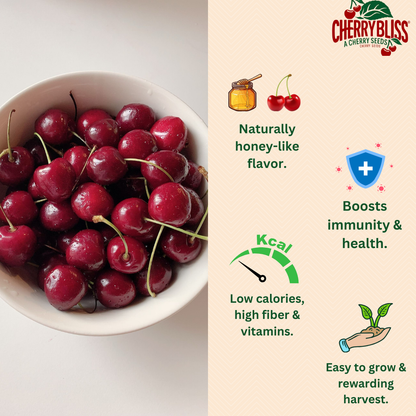 CherryBliss™ - Organic Cherry Fruit Seeds | 🍒Flat 50% Off