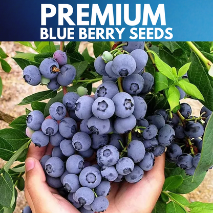 Giant Blueberry Fruit Seeds