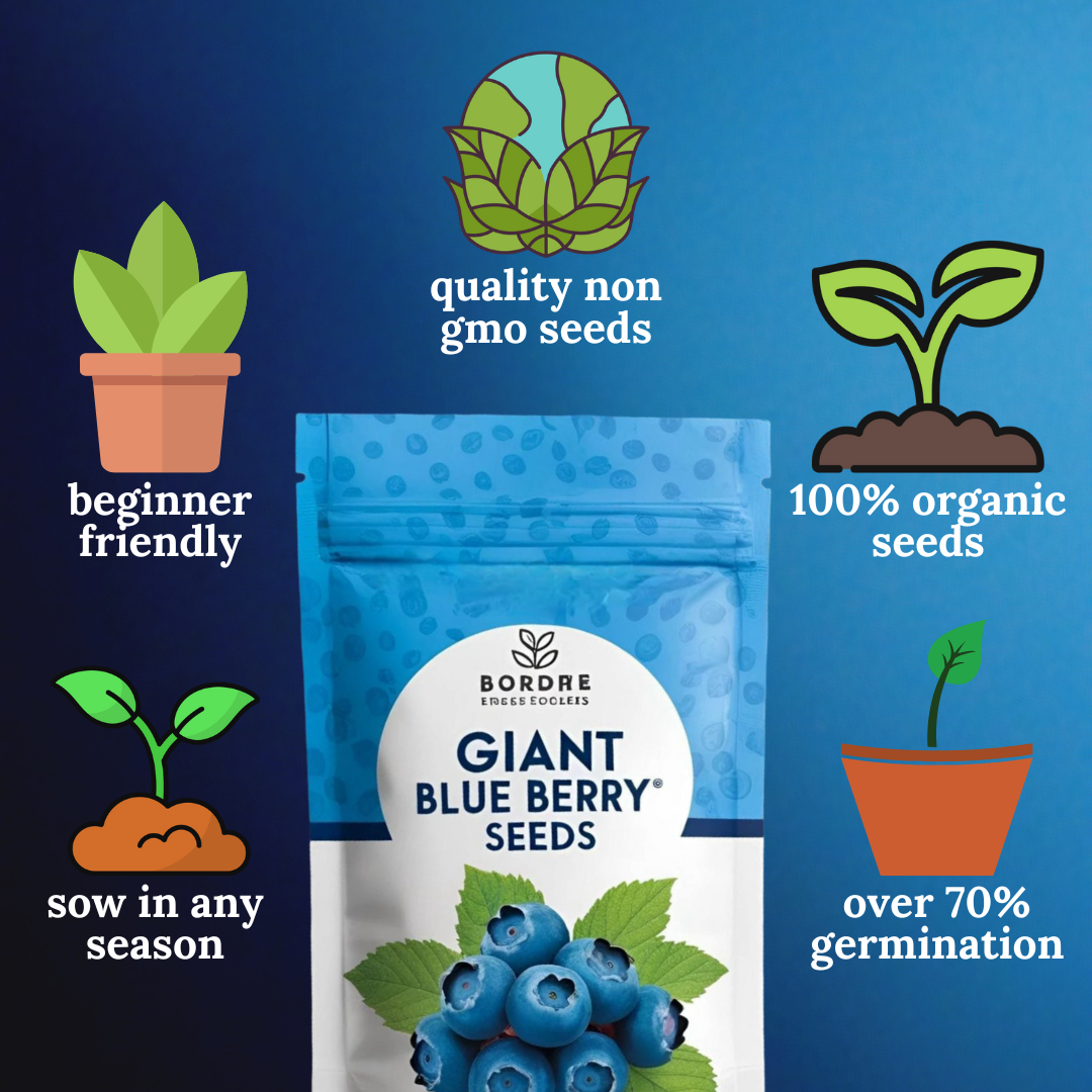 Giant Blueberry Fruit Seeds