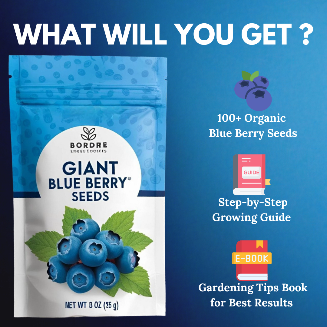 Giant Blueberry Fruit Seeds