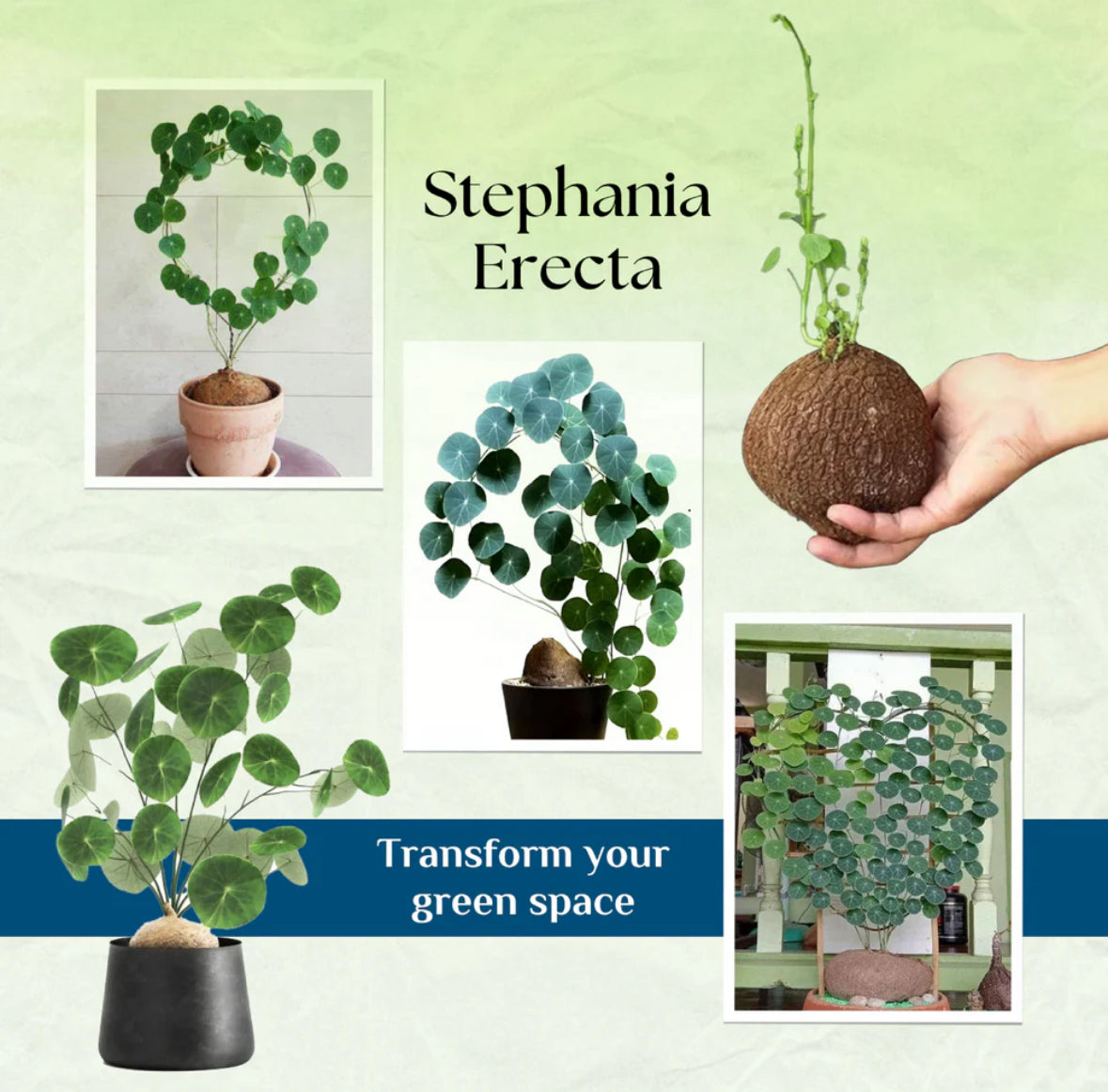 Stephania Erecta Plant