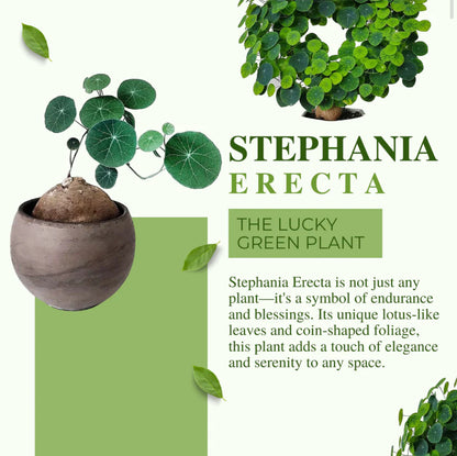 Stephania Erecta Plant