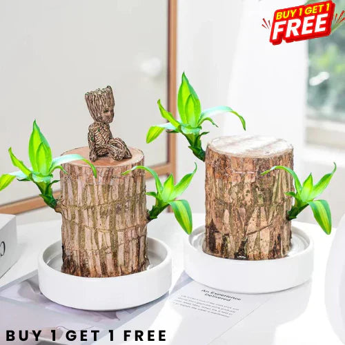 Brazilian Lucky Wood Plant | 🔥 BUY 1 GET 1 FREE (Includes Water Tray and 2 Wooden Toys)